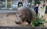 People follow a hippopotamus that has been shot with a tranquilizer dart after it escaped from a flooded zoo in Tbilisi, Georgia, Sunday, June 14, 2015.