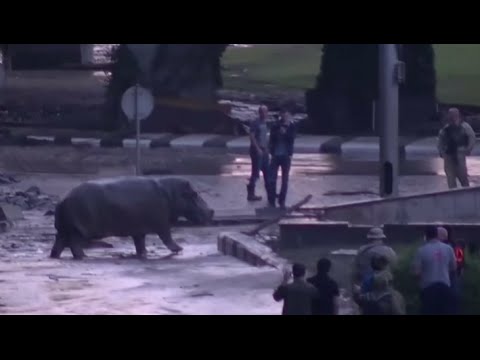 Hippo roaming streets in flooded Tbilisi, Georgia