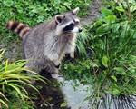 Raccoon