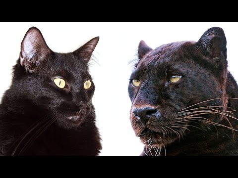 10 Ways Domestic Cats and Big Cats Are Similar