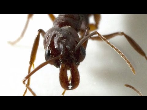 The Great Ant Escape | ScienceTake | The New York Times