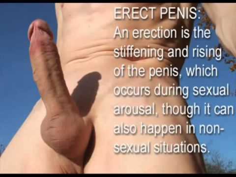 Study of the Human Penis 18+ educational purposes only