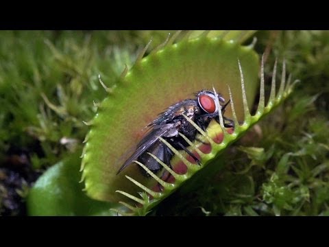 Flesh Eaters: Carnivorous Plants Lure Insects Into Their Deadly Clutches