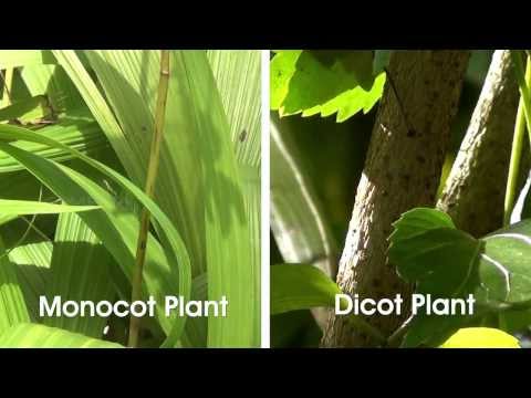 Monocot and Dicot Plants - OLabs - Amrita University