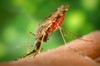 File - A female Anopheles albimanus mosquito 