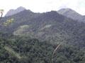 Silent Valley: Photo K Subramaniam