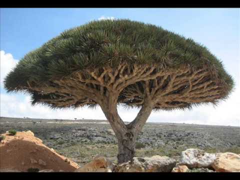 Socotra Island in Yemen, Hadhramaut