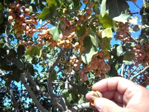 Pistachio Trees Load For Harvest.AVI