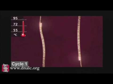 Polymerase Chain Reaction (PCR)