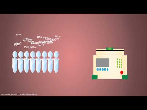 PCR - Polymerase Chain Reaction - Simple Animated Tutorial