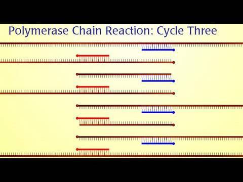 Polymerase Chain Reaction (PCR)