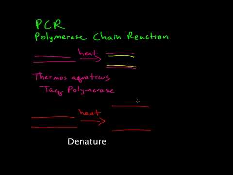 Polymerase chain reaction (PCR)