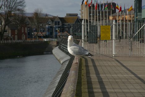 A seagull by the river outside the Cardiff Millennium Stadium. Japan