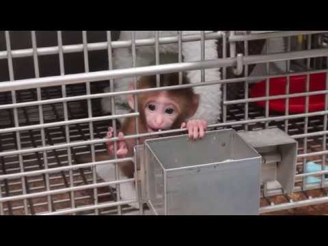 Baby Monkey Experiments Exposed | National Institutes of Health