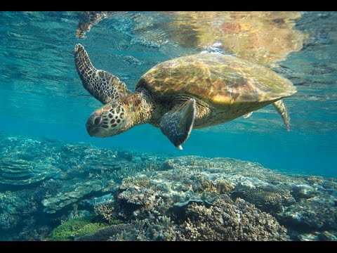 UNESCO Important Decision - File Vision Great Barrier Reef