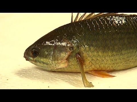 Walking fish poses threat to land animals