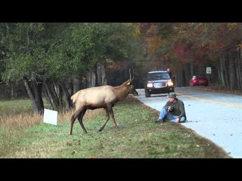 Elk vs. Photographer | Great Smoky Mountains National Park