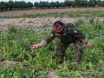 File - Capt. Sayed Baba Mansory, officer-in-charge of the 1/2-205 Afghan National Army Corps, Shamulzai Detachment, destroys opium poppy plants discovered during a routine patrol, outside the village of Samogay, Afghanistan, May 7, 2012.