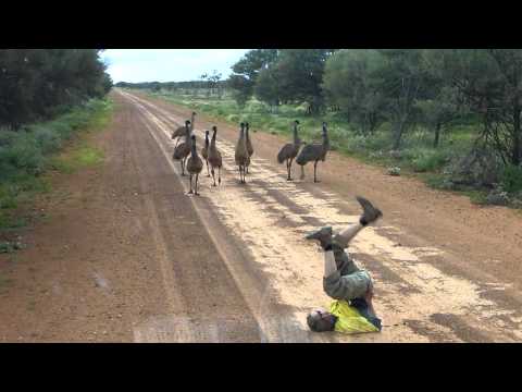 Emu run!!!!.MTS