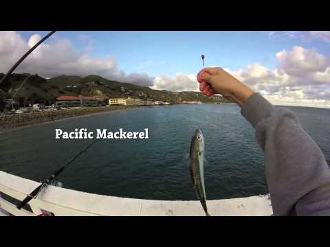 Malibu Pier Fishing for Mackerel and Seal Spotting