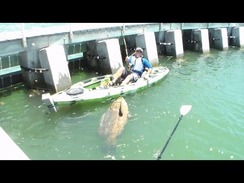 Cape Coral Man lands Largest Kayak Fish Ever!