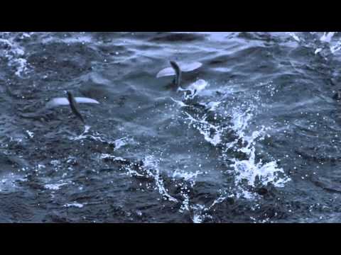 Amazing Flying Fish SUPER SLOW MOTION