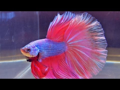 The International Betta Competition - magnificent fighting fish on show