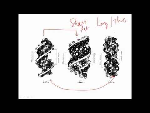 Difference between A, B and Z DNA