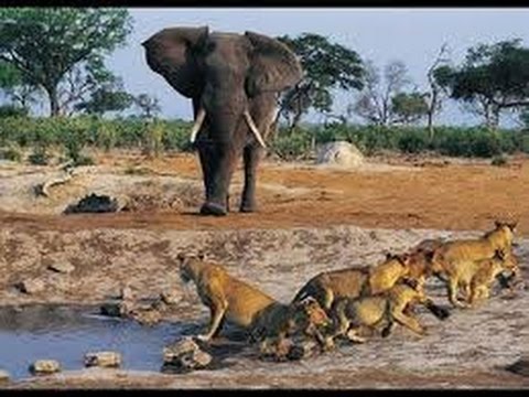 Savage Seasons in the Savanna Elephants & Lions - FULL DOCUMENTARY WORLD GEOGRAPHIC CHANNEL Video