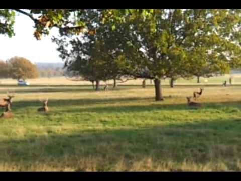 JESUS CHRIST IN RICHMOND PARK: ORIGINAL UPLOAD