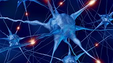 Scientists pinpointed indivdual neurones that encoded memories - iStockphoto