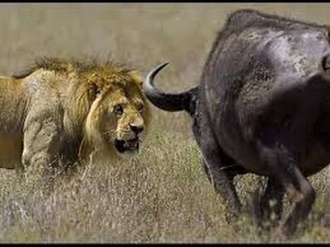 Lions Documentary- Game of Champions - Animal Planet - Special Biggest Africa Animals