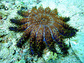 Crown of Thorns Starfish at Malapascuas Island.jpg