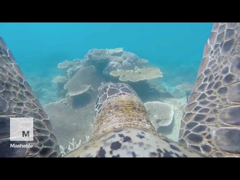 Chill turtle takes GoPro on a leisurely swim through Great Barrier Reef | Mashable