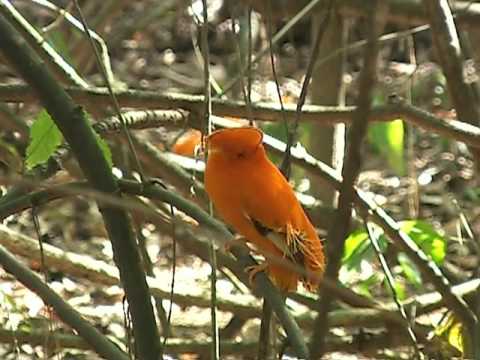 Suriname - Holiday Destination