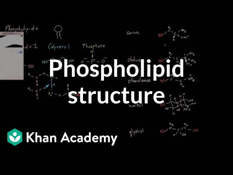 Phospholipid Structure