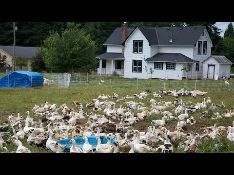 Preserving Endangered Heritage Breeds of Livestock