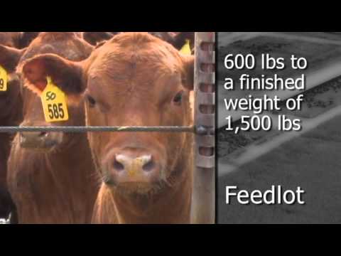 Agriculture: Minnesota Livestock Farmers, Beef Production