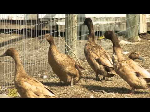 Prairie Farm Report #6 Specialty Livestock 2012/13