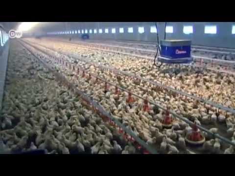 Industrial Livestock Farming | Made in Germany