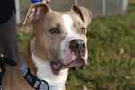 A 2-year-old pit bull named Buddy waits to play at a dog park in the south Denver suburb of Englewood, Colo.