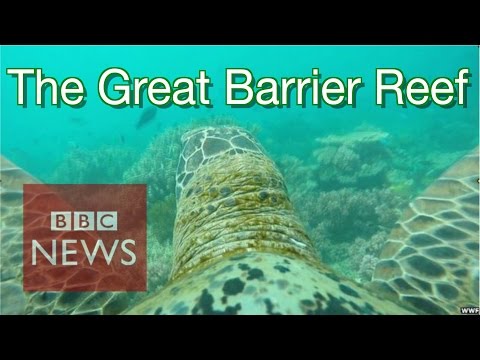 Amazing turtle-cam views of Great Barrier Reef - BBC News