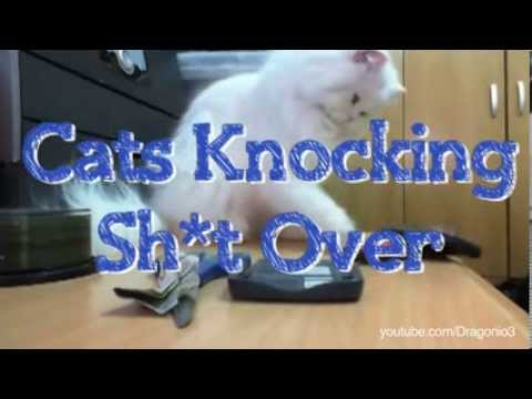 Cats knocking shit over