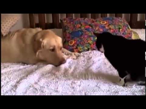 Dogs Annoying Cats with Their Friendship - Huffington Post