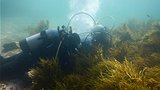 I don't see-weed: the rehabilitation of Sydney's underwater forests