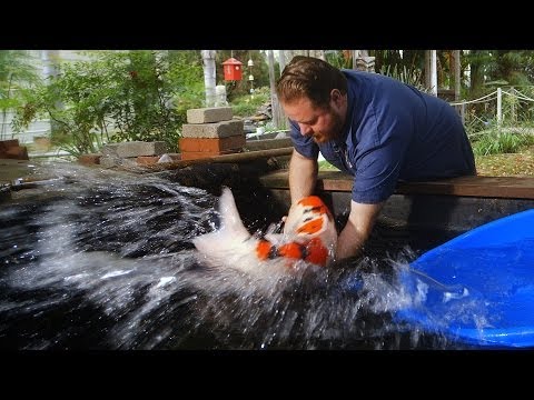 $60,000 Japanese Koi Fish