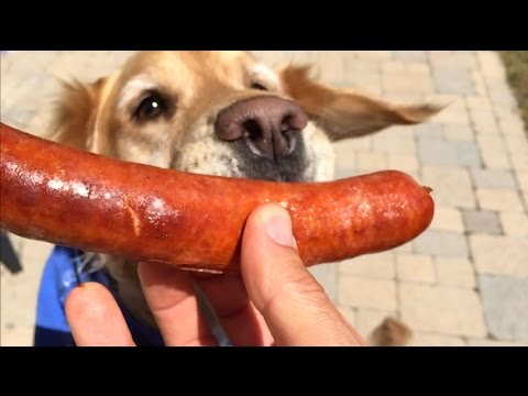 Fritz Learns to Catch: Sausage Compilation