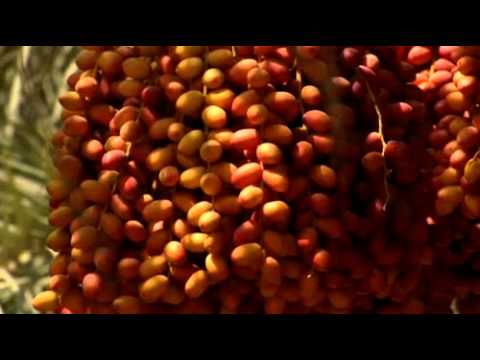 Feast of Dates : The Date Palm in the United Arab Emirates