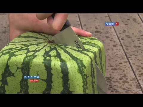 Square watermelons Japan. English version