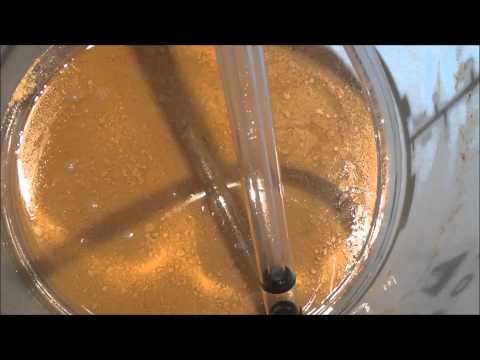 Easy Cider Brewing - WLP775 Turbo Cider